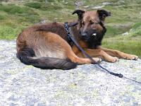 2009_08_18 bella in der silvretta _016